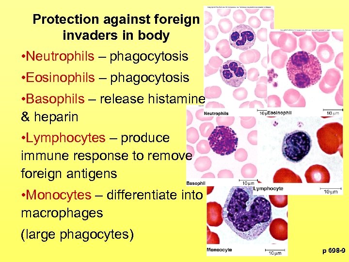 Protection against foreign invaders in body • Neutrophils – phagocytosis • Eosinophils – phagocytosis