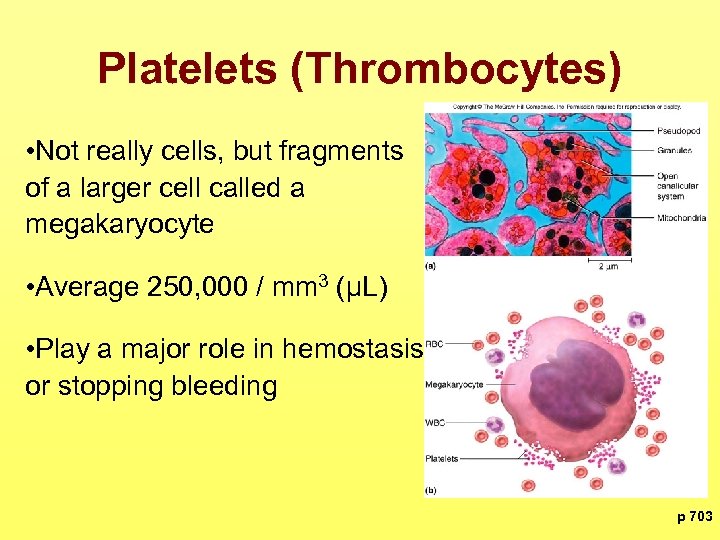 Platelets (Thrombocytes) • Not really cells, but fragments of a larger cell called a