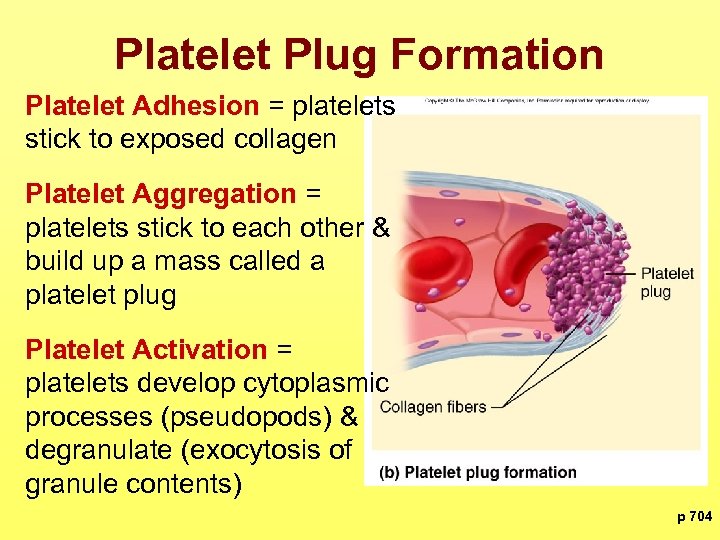 Platelet Plug Formation Platelet Adhesion = platelets stick to exposed collagen Platelet Aggregation =
