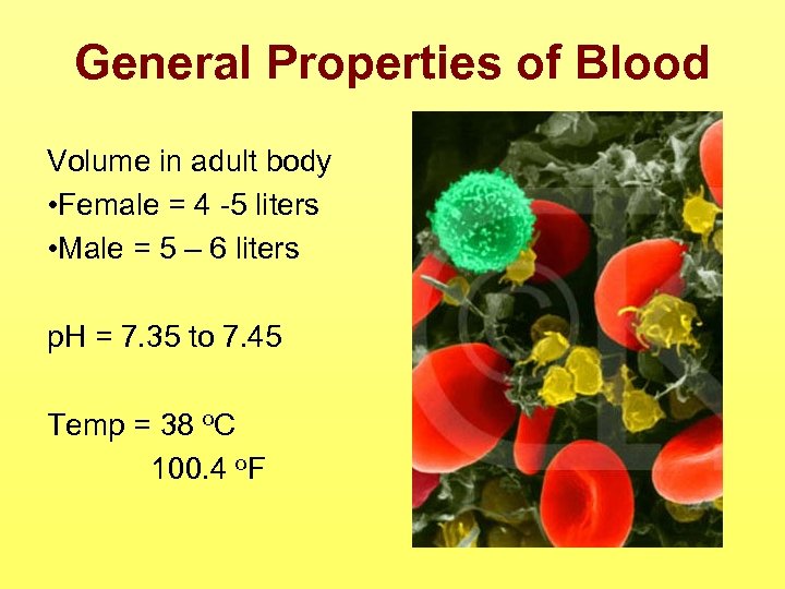 General Properties of Blood Volume in adult body • Female = 4 -5 liters