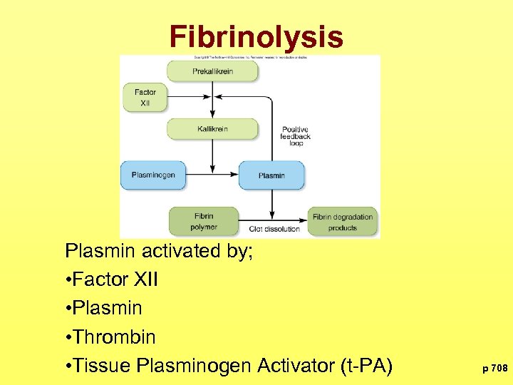 Fibrinolysis Plasmin activated by; • Factor XII • Plasmin • Thrombin • Tissue Plasminogen