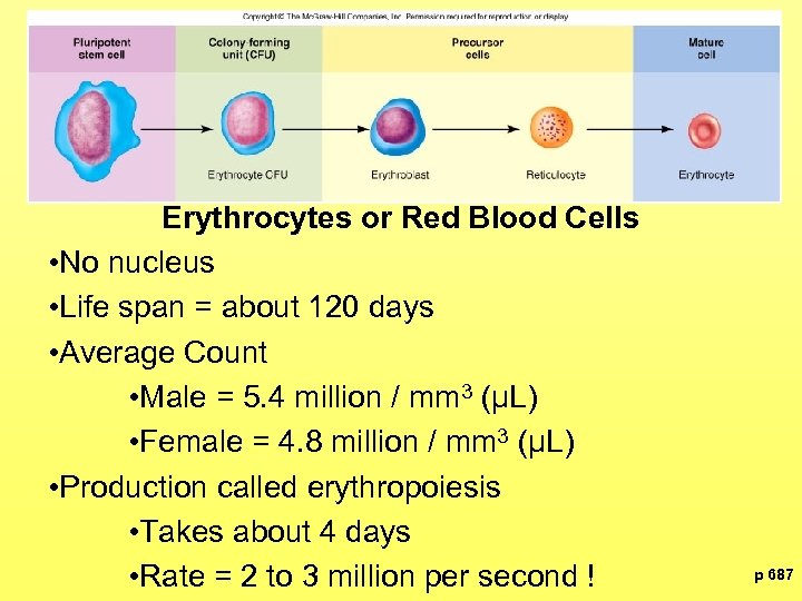 Erythrocytes or Red Blood Cells • No nucleus • Life span = about 120