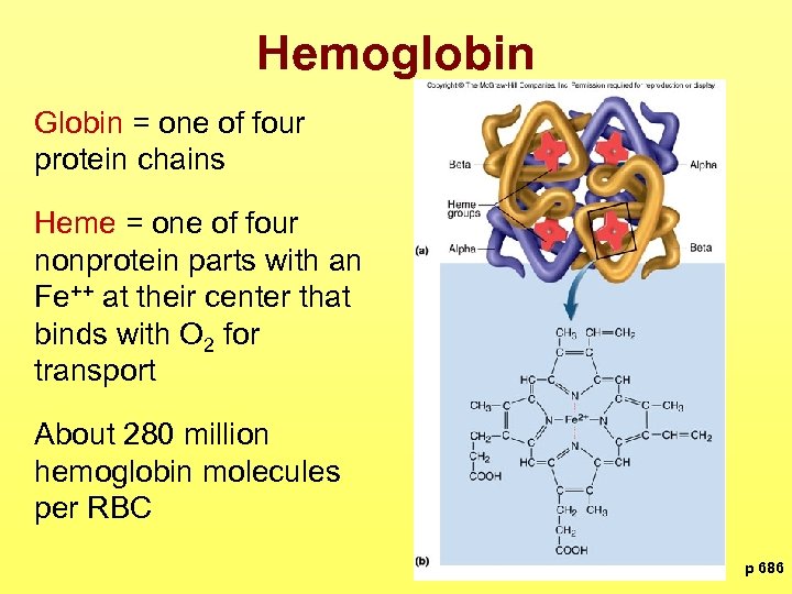 Hemoglobin Globin = one of four protein chains Heme = one of four nonprotein