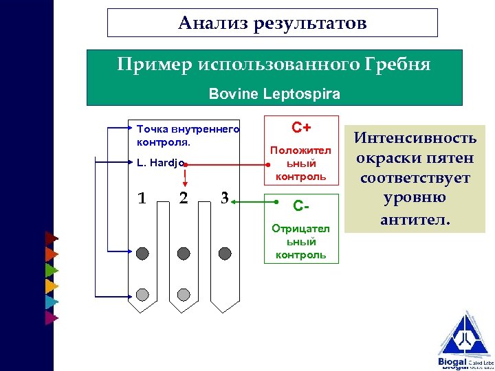 Анализ результатов Пример использованного Гребня Bovine Leptospira Точка внутреннего контроля. L. Hardjo 1 2