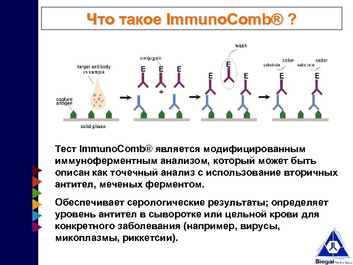 Что такое Immuno. Comb® ? Immuno. Comb® Тест Immuno. Comb® является модифицированным иммуноферментным анализом,