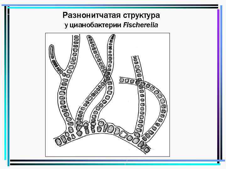 Разнонитчатая структура у цианобактерии Fischerella 