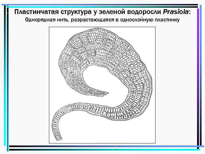 Пластинчатая структура у зеленой водоросли Prasiola: Однорядная нить, разрастающаяся в однослойную пластинку 