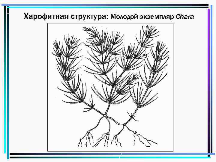 Харофитная структура: Молодой экземпляр Chara 