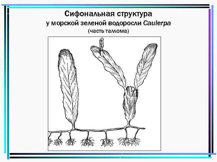 Сифональная структура у морской зеленой водоросли Caulerpa (часть таллома) 