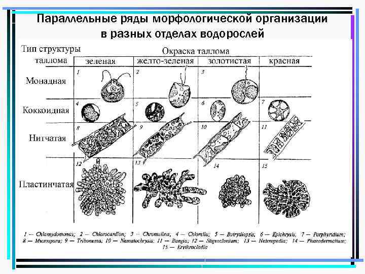 Параллельные ряды морфологической организации в разных отделах водорослей 