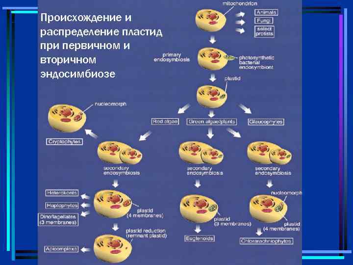 Происхождение и распределение пластид при первичном и вторичном эндосимбиозе 