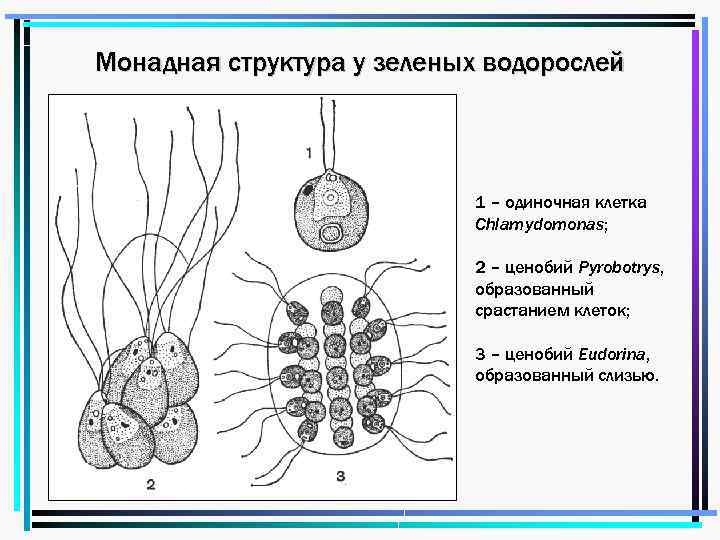 Монадная структура у зеленых водорослей 1 – одиночная клетка Chlamydomonas; 2 – ценобий Pyrobotrys,