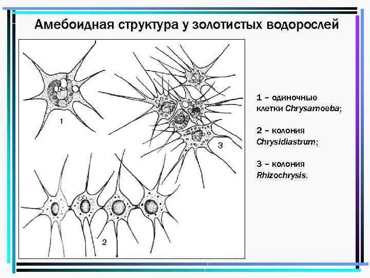 Амебоидная структура у золотистых водорослей 1 – одиночные клетки Chrysamoeba; 2 – колония Chrysidiastrum;