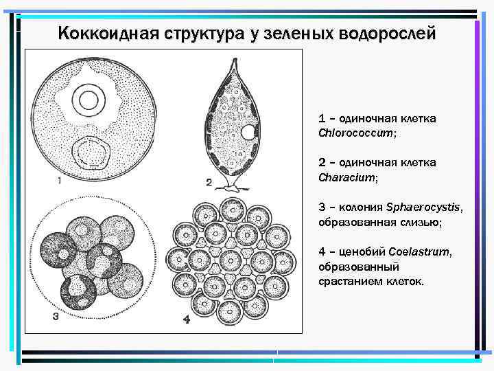 Коккоидная структура у зеленых водорослей 1 – одиночная клетка Chlorococcum; 2 – одиночная клетка