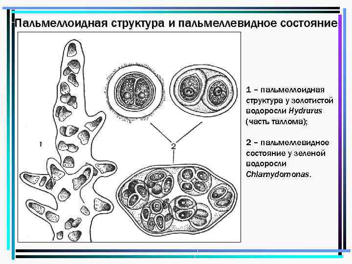 Пальмеллоидная структура и пальмеллевидное состояние 1 – пальмеллоидная структура у золотистой водоросли Hydrurus (часть