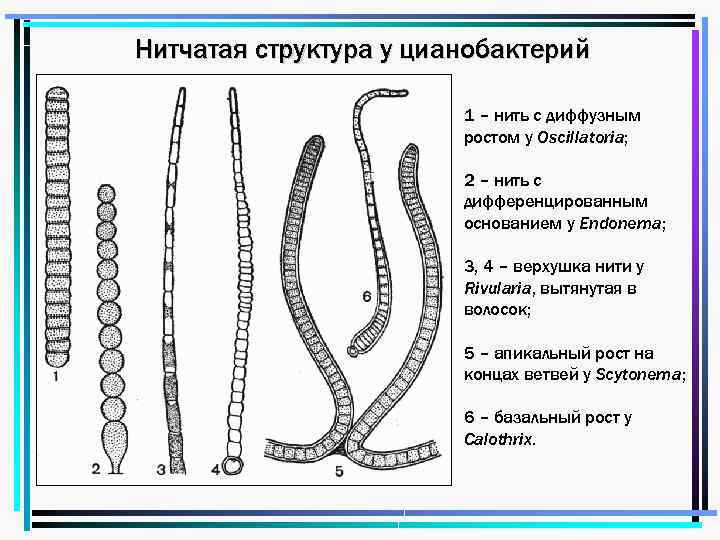 Нитчатая структура у цианобактерий 1 – нить с диффузным ростом у Oscillatoria; 2 –