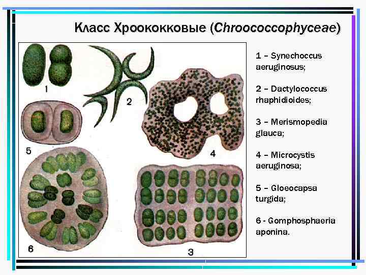 Класс Хроококковые (Chroococcophyceae) 1 – Synechoccus aeruginosus; 2 – Dactylococcus rhaphidioides; 3 – Merismopedia