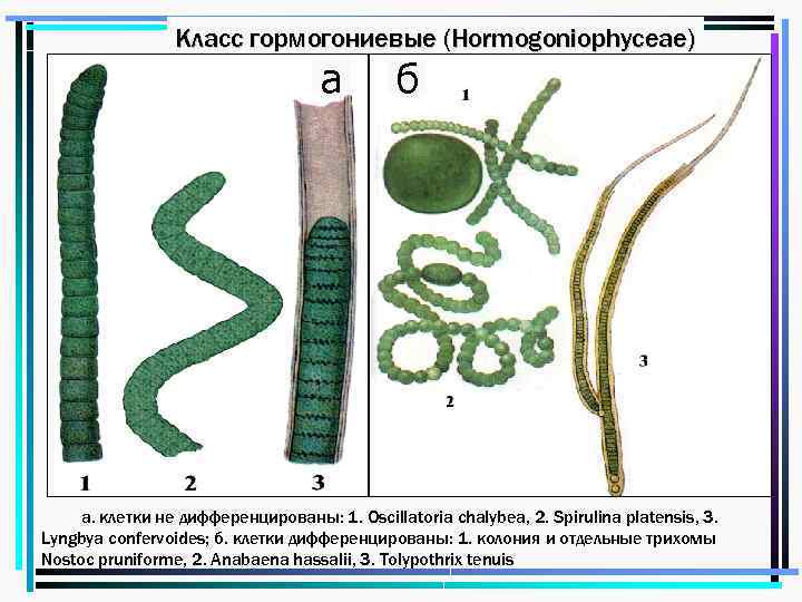 Класс гормогониевые (Hormogoniophyceae) а б 1 – Oscillatoria chalybea; 2 – Spirulina sp. ;