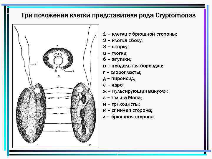 Представители родов