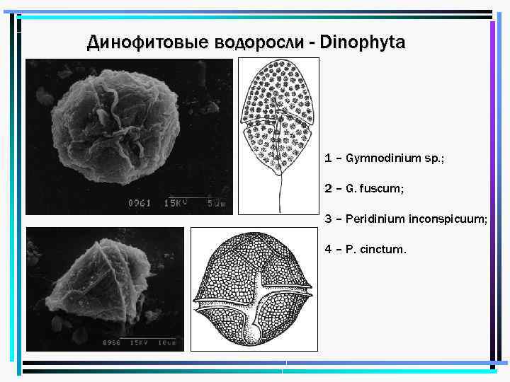 Динофитовые водоросли - Dinophyta 1 – Gymnodinium sp. ; 2 – G. fuscum; 3