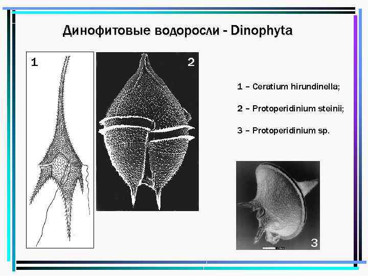 Динофитовые водоросли - Dinophyta 1 2 1 – Ceratium hirundinella; 2 – Protoperidinium steinii;