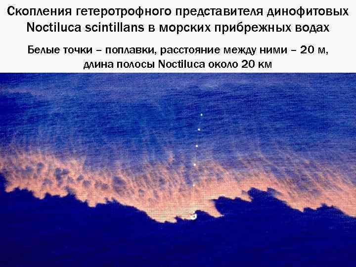 Скопления гетеротрофного представителя динофитовых Noctiluca scintillans в морских прибрежных водах Белые точки – поплавки,