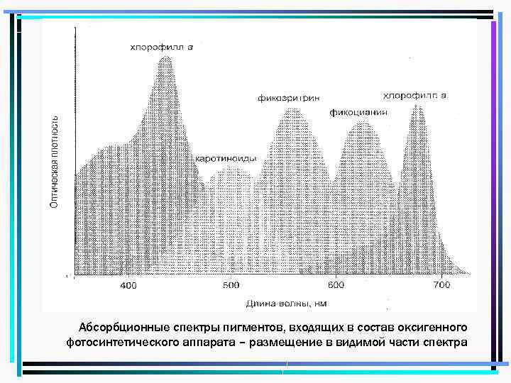 Абсорбционные спектры пигментов, входящих в состав оксигенного фотосинтетического аппарата – размещение в видимой части
