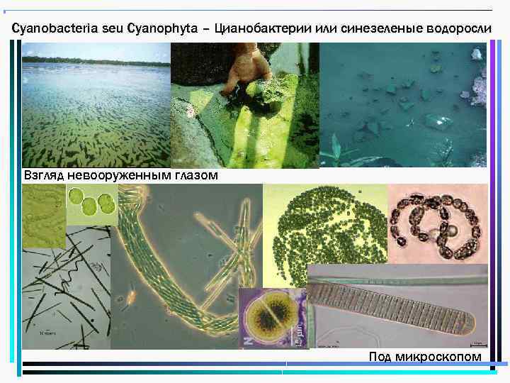 Cyanobacteria seu Cyanophyta – Цианобактерии или синезеленые водоросли Взгляд невооруженным глазом Под микроскопом 