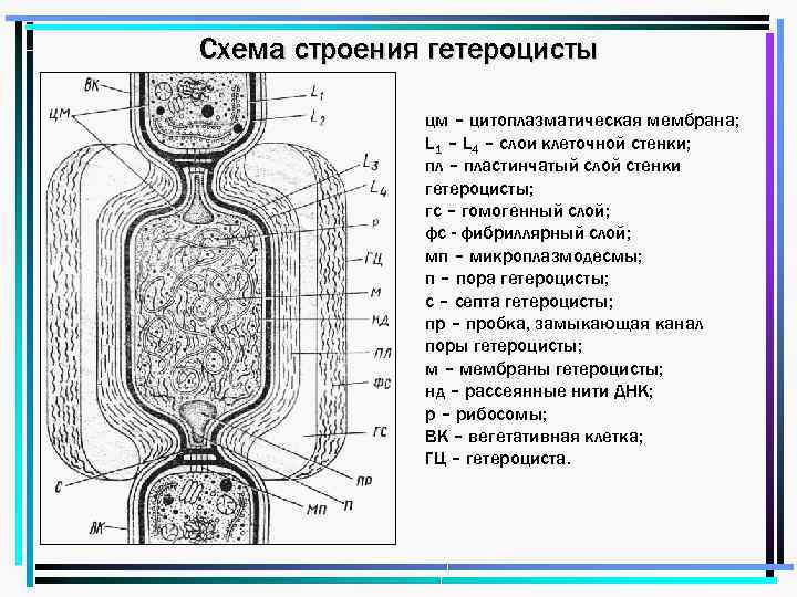 Схема строения гетероцисты цм – цитоплазматическая мембрана; L 1 – L 4 – слои