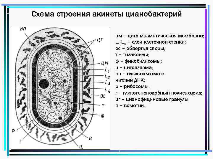 Клетки водорослей и цианобактерий. Цианобактерия строение. Схема строения цианобактерии. Цианобактерии клеточная стенка. Строение акинеты цианобактерий.