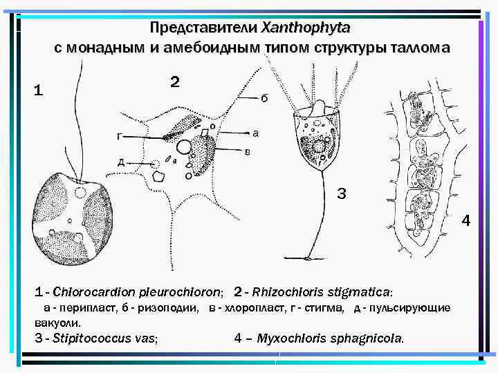 Представители Xanthophyta с монадным и амебоидным типом структуры таллома 1 2 3 4 1