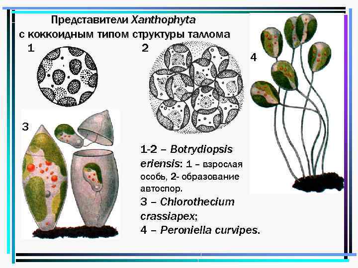 Представители Xanthophyta с коккоидным типом структуры таллома 1 2 4 3 1 -2 –