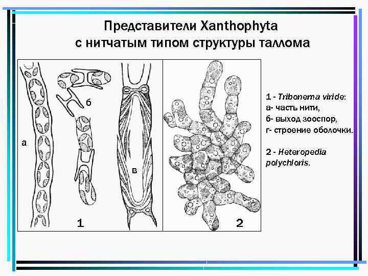 Представители Xanthophyta с нитчатым типом структуры таллома 1 - Tribonema viride: а- часть нити,