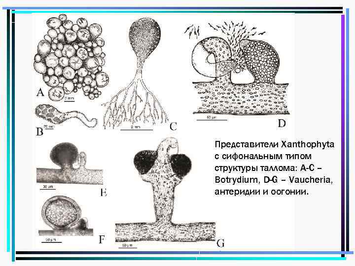 Представители Xanthophyta с сифональным типом структуры таллома: А-С – Botrydium, D-G – Vaucheria, антеридии