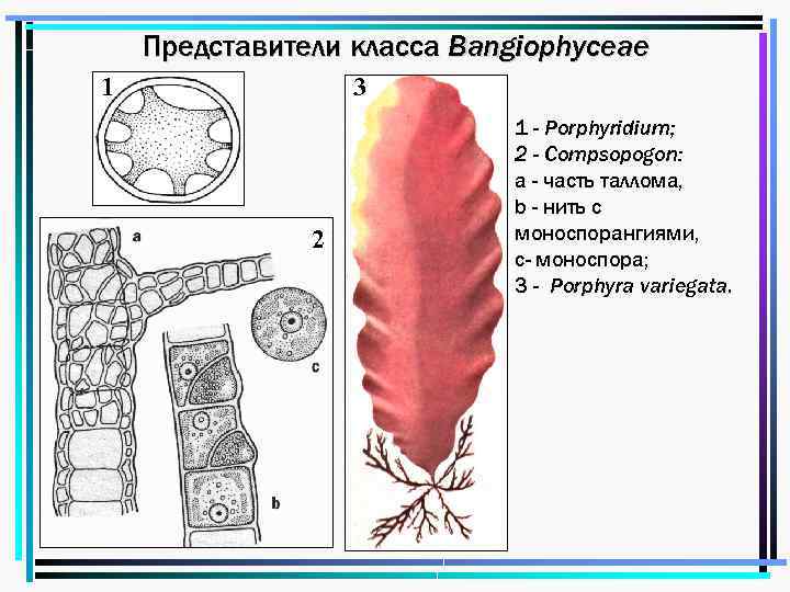 Представители класса Bangiophyceae 1 3 2 1 - Porphyridium; 2 - Compsopogon: a -