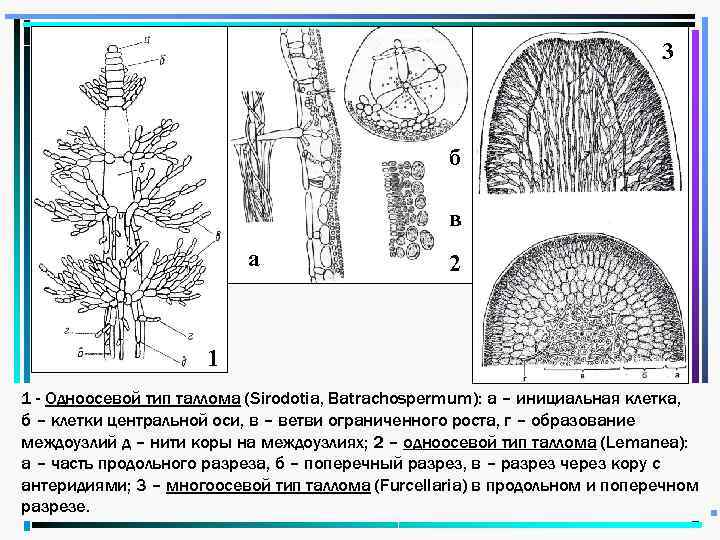 Типы таллома