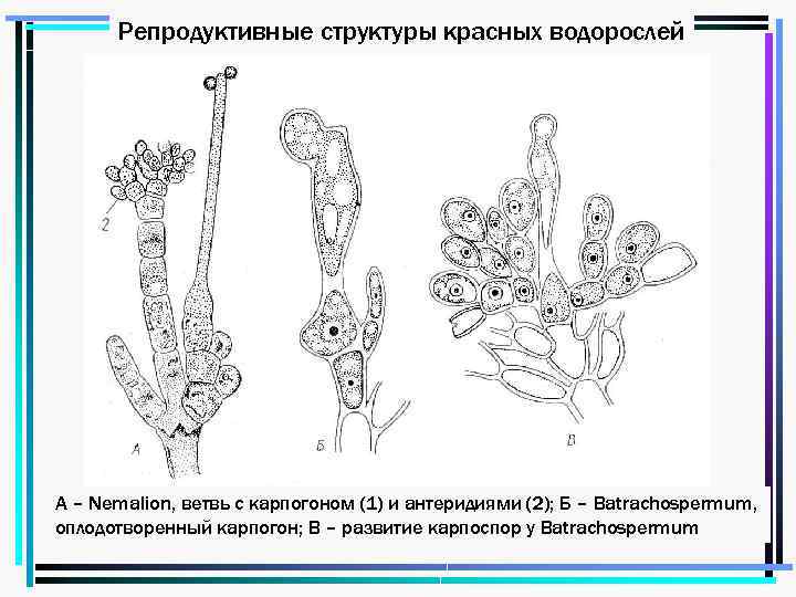 Структуры водорослей