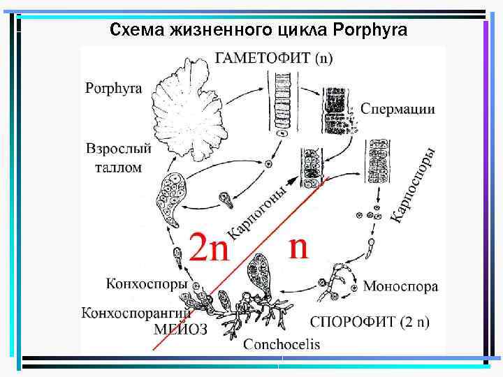 Схема жизненного цикла Porphyra 