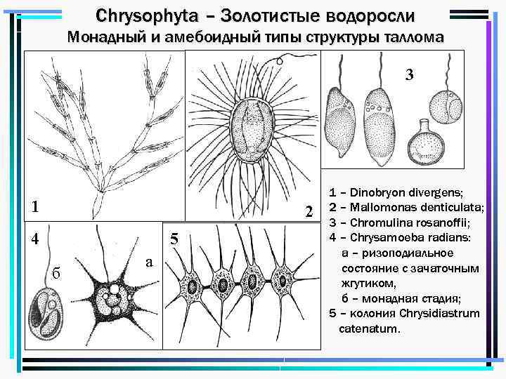 Chrysophyta – Золотистые водоросли Монадный и амебоидный типы структуры таллома 3 1 2 4