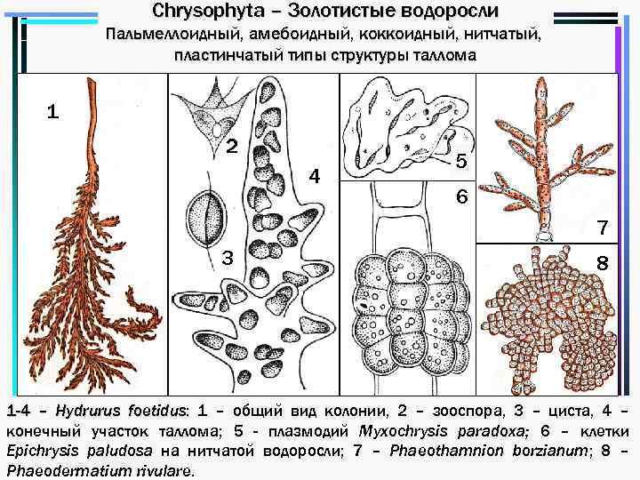 Строение таллома водорослей