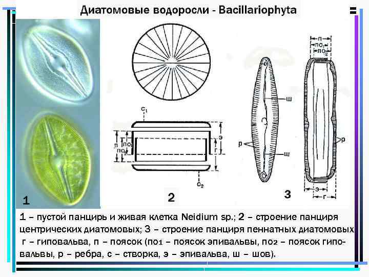 1 – пустой панцирь и живая клетка Neidium sp. ; 2 – строение панциря