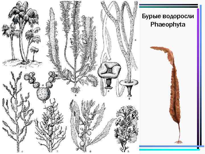 1 Бурые водоросли Phaeophyta 