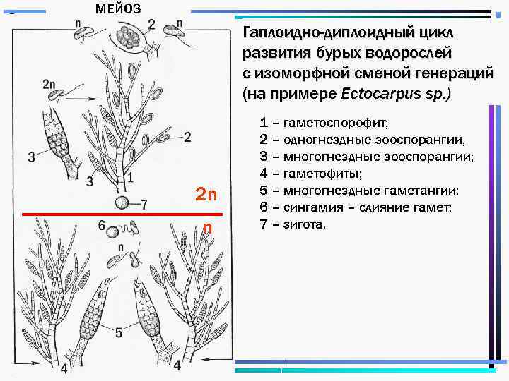 МЕЙОЗ Гаплоидно-диплоидный цикл развития бурых водорослей с изоморфной сменой генераций (на примере Ectocarpus sp.