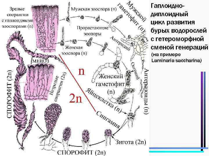 Гаплоиднодиплоидный цикл развития бурых водорослей с гетероморфной сменой генераций (на примере Laminaria saccharina) 