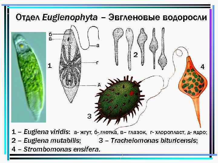 Отдел Euglenophyta – Эвгленовые водоросли б в а г 1 2 4 д 3