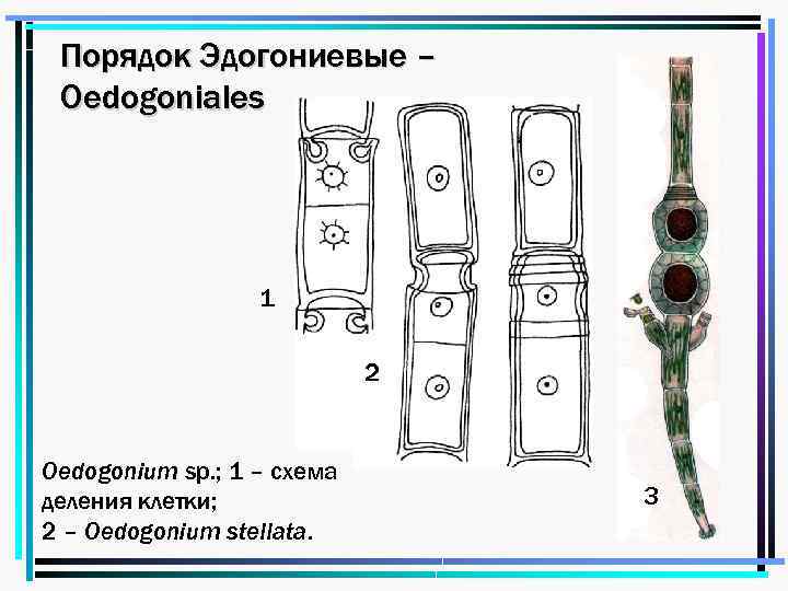 Порядок Эдогониевые – Oedogoniales 1 2 Oedogonium sp. ; 1 – схема деления клетки;