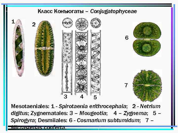 Класс Конъюгаты – Conjugatophyceae 1 2 6 7 3 4 5 Mesotaeniales: 1 -