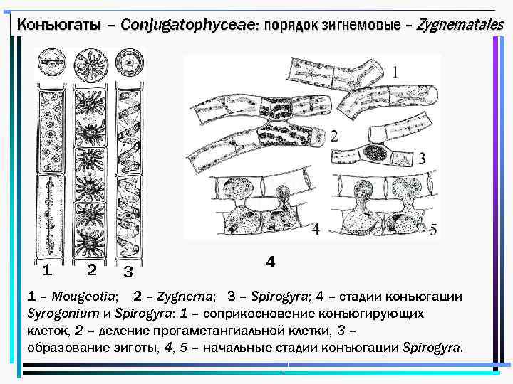 Конъюгаты – Conjugatophyceae: порядок зигнемовые – Zygnematales 1 2 3 4 1 – Mougeotia;