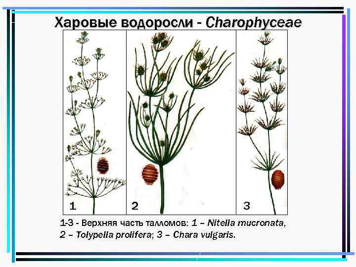 Харовые водоросли - Charophyceae 1 2 3 1 -3 - Верхняя часть талломов: 1