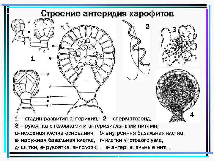 Род хара. Антеридия харофитов строение. Структура антеридия. Строение антеридий и архегоний. Хара строение антеридия.